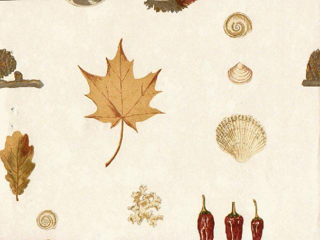 Leave Sea Shell 144155 Wallpaper