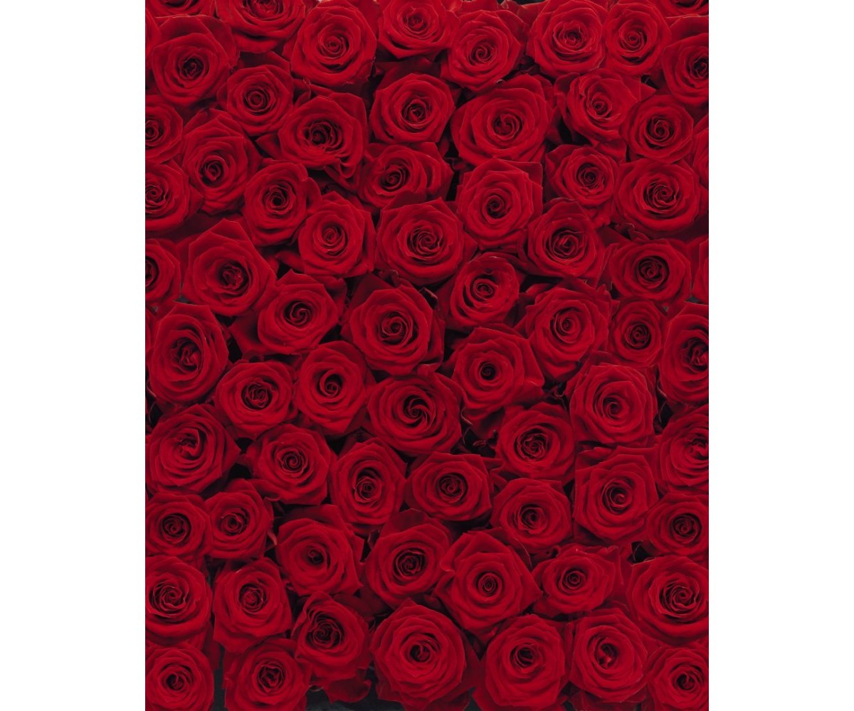 Roses 4-077 Wall Mural