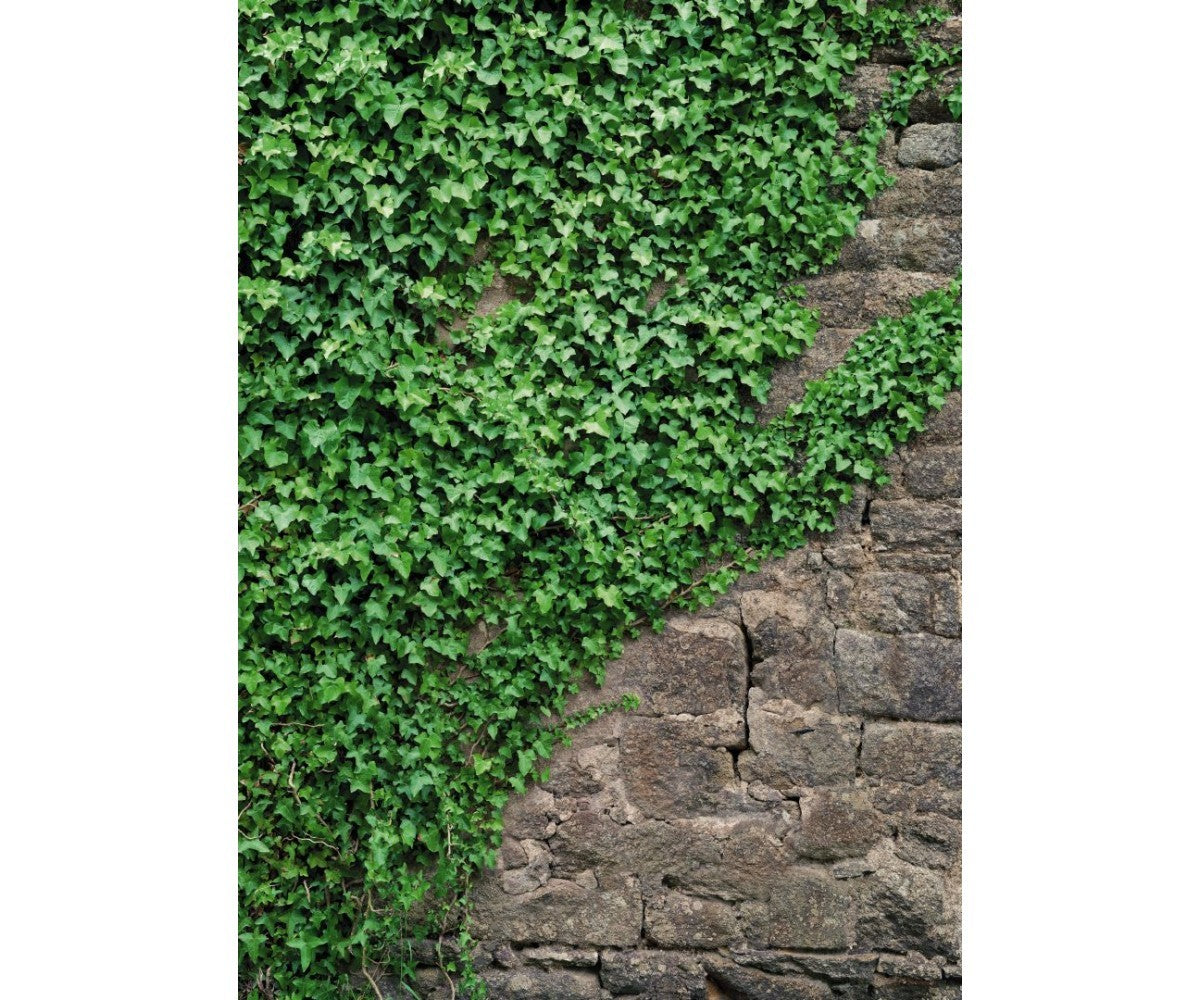 Ivy Vines 4-324 Wall Mural