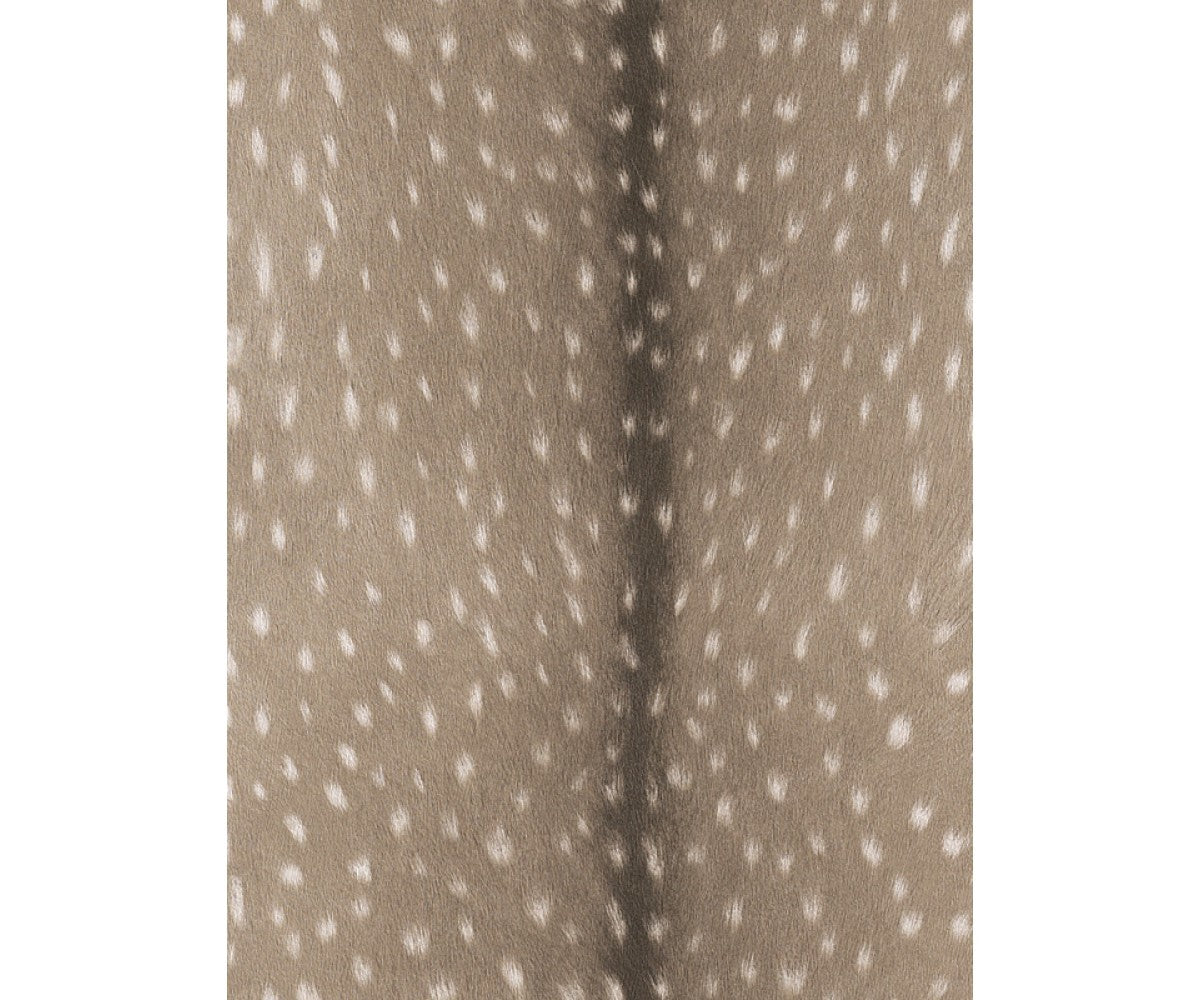 Grey Black Forest 514803 Wallpaper