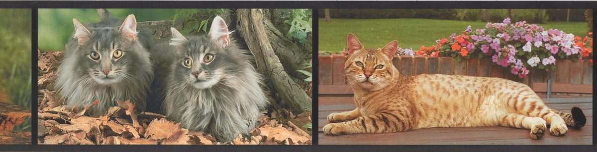 Cats are Great Pets AA1014A Wallpaper Border