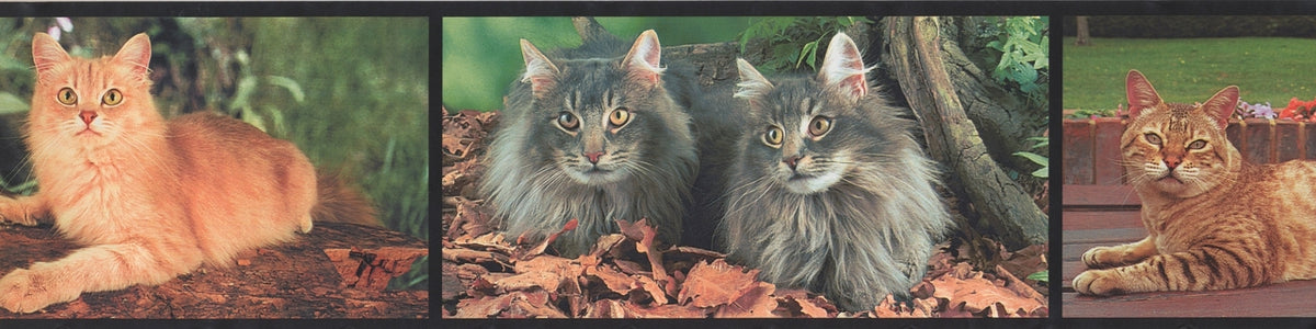 Cats are Lovely BB4070A Wallpaper Border