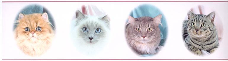 Cat Kitten SN71135F Wallpaper Border