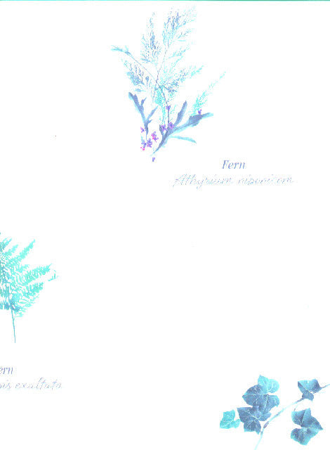 Fern Ivy WK2282 Wallpaper