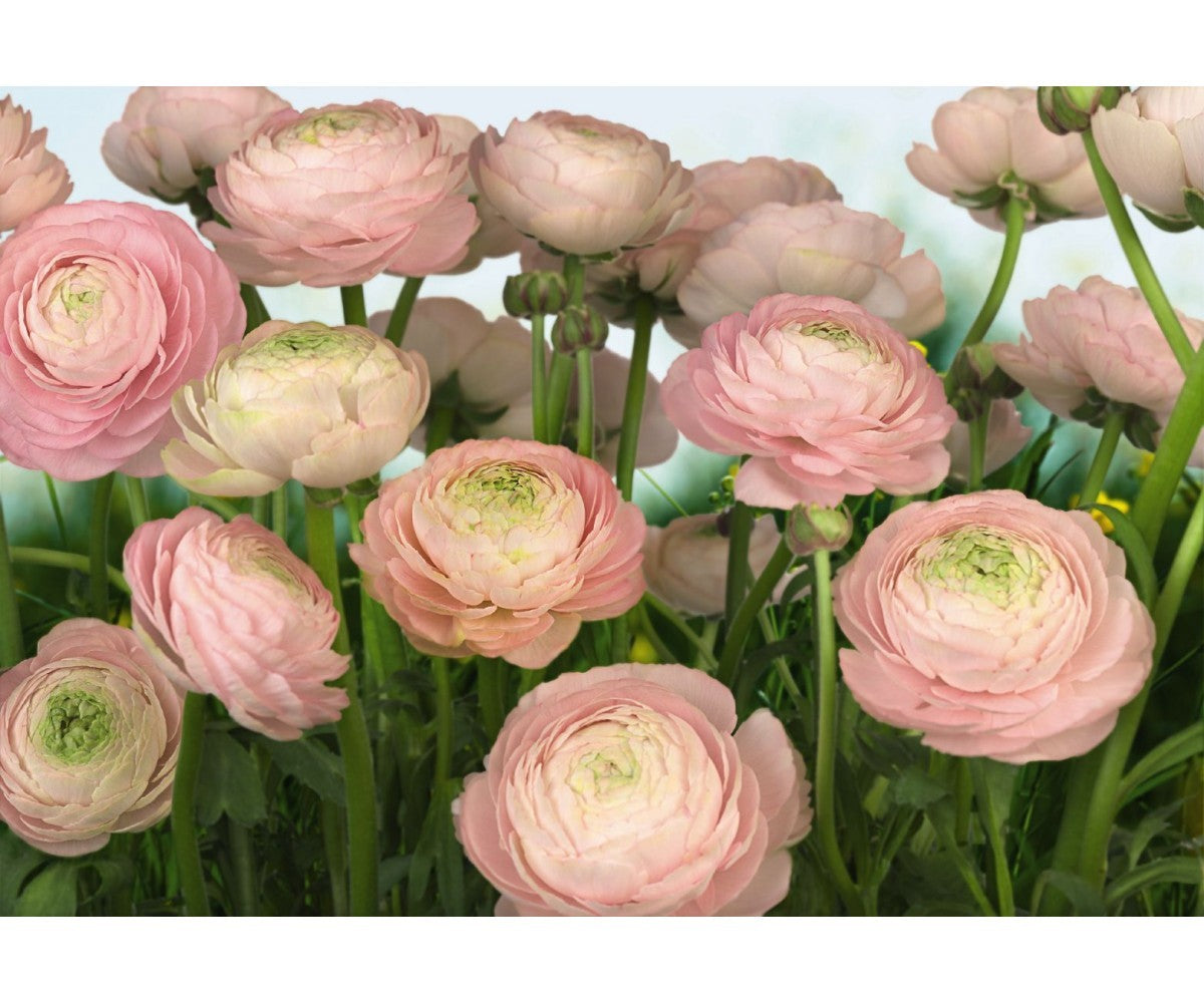 Gentle Rose 8-894 Wall Mural