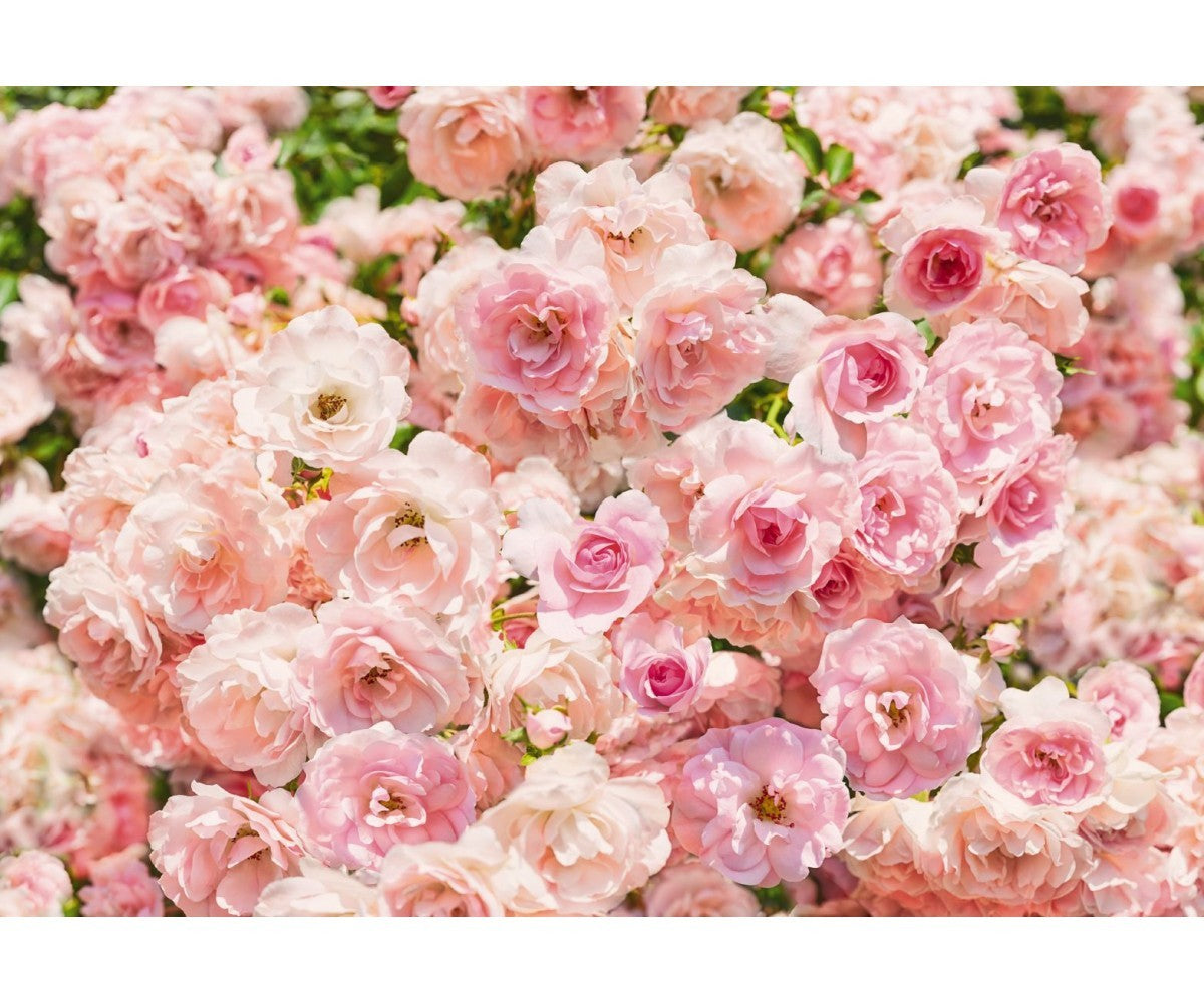 Rosa Pastel 8-937 Wall Mural