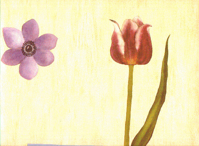 Tulip Flowers 6592hm Wallpaper