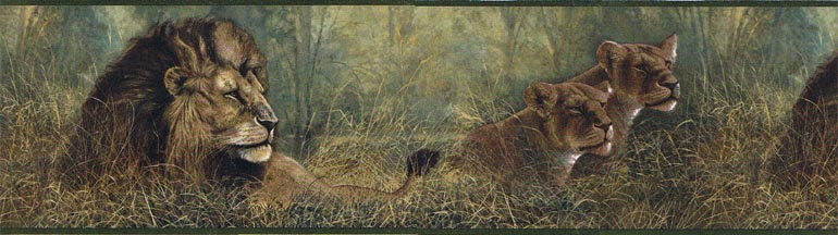 Lions  SP76464 Wallpaper Border