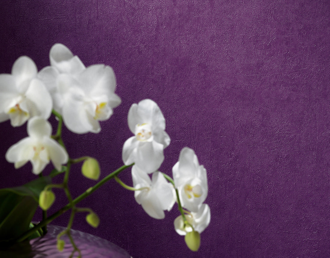 Purple Felicia 937022 Wallpaper