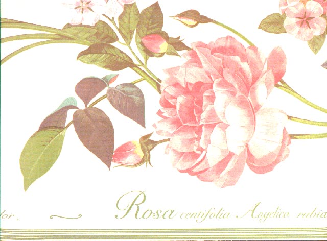 Roses  SG23554B Wallpaper Border