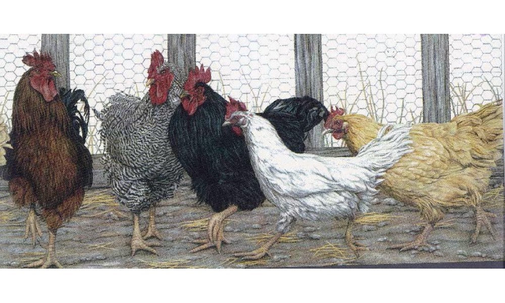 Rooster and Hens in net 29162 Wallpaper Border