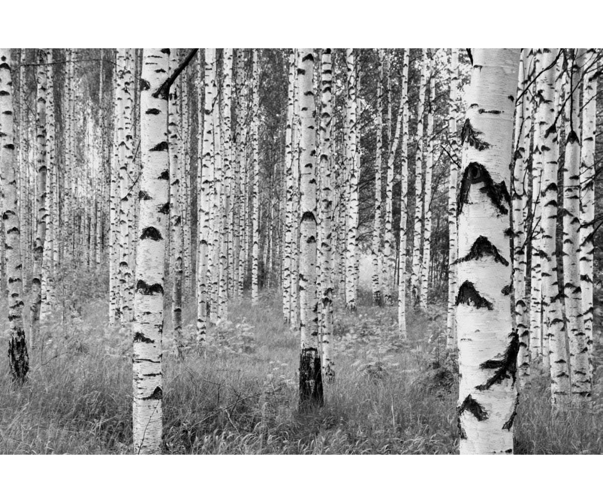 Woods XXL4-023 Wall Mural