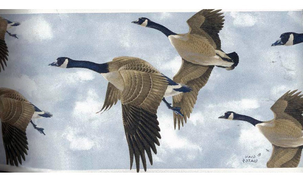 Glen Loates Canadian Goose GL76374 Wallpaper Border