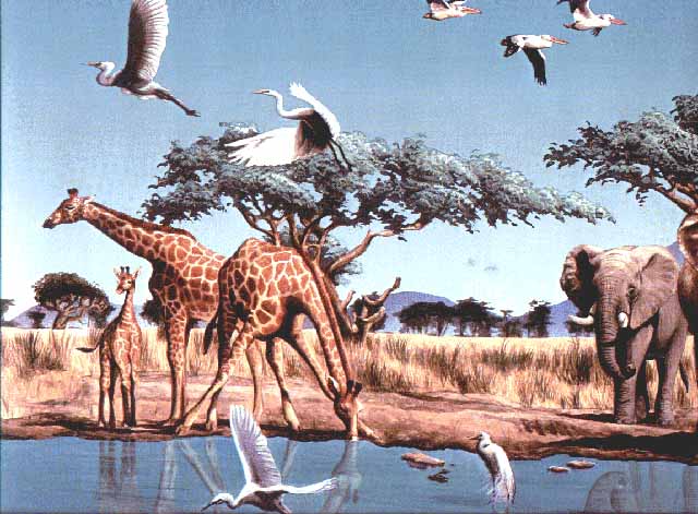 Birds Elephant B2122NF Wallpaper Border
