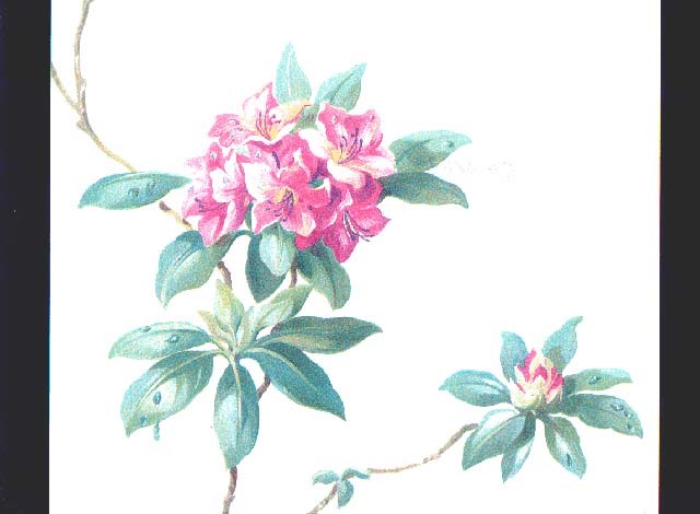 Shelbourne 4163h Wallpaper