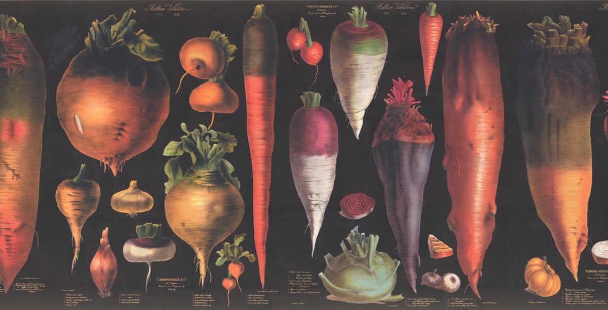 Vegetables Explained Educational Black CB3049V21B Wallpaper Border