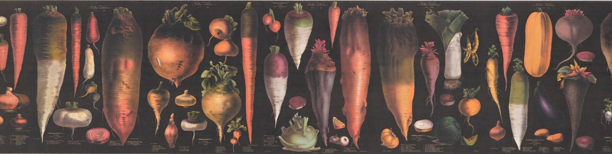 Vegetables Explained Educational Black Retro CA3049V2B Wallpaper Border